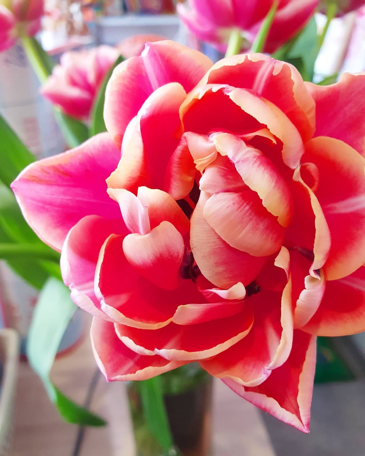 #Тюльпан#Tulip