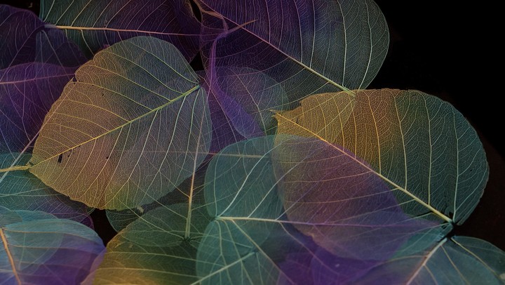 leaf