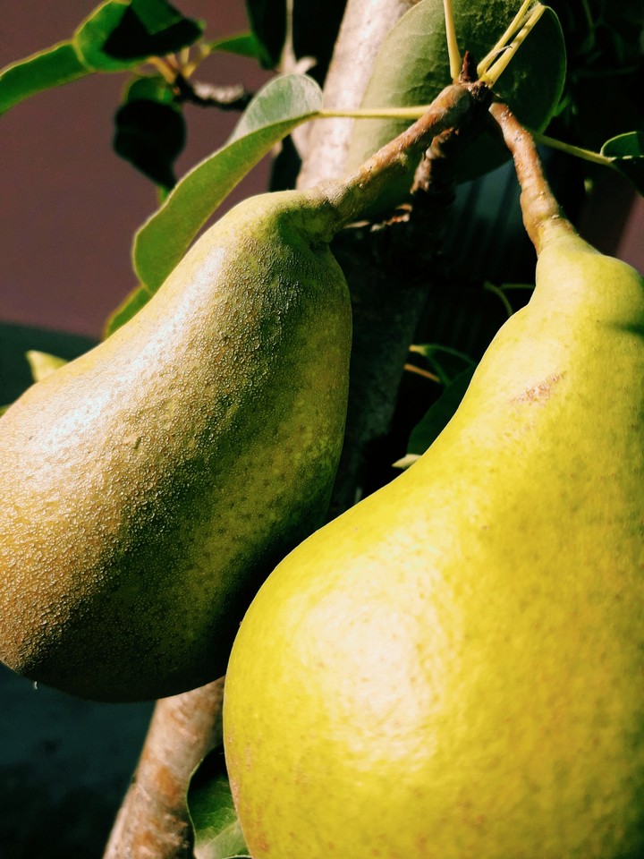 pear