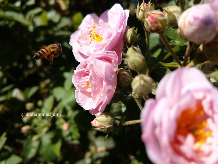 Bee with flowers