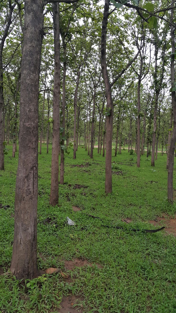 forest