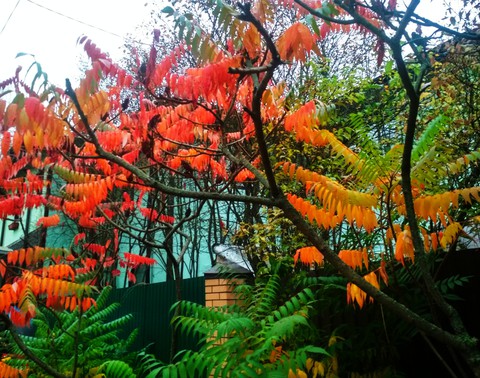 autumn