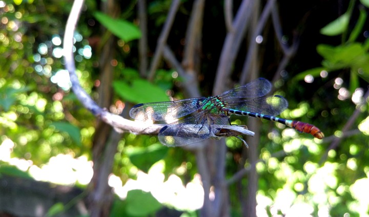 LIBÉLULA VERDE.