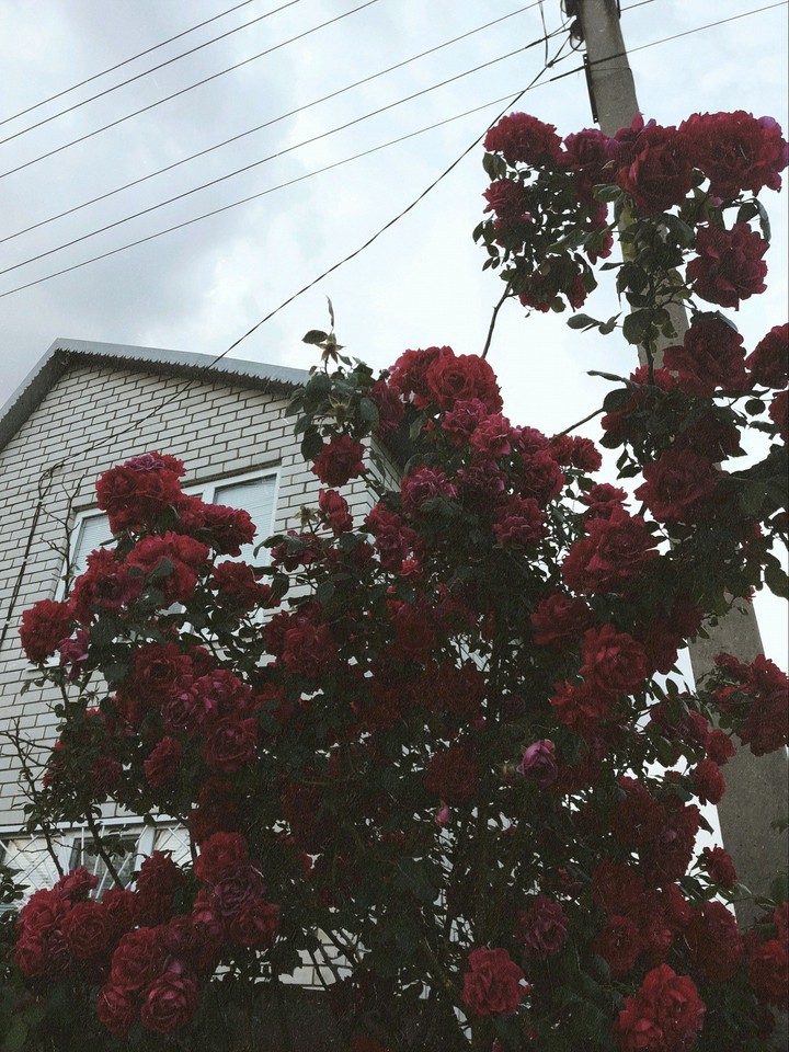 your fave flowers