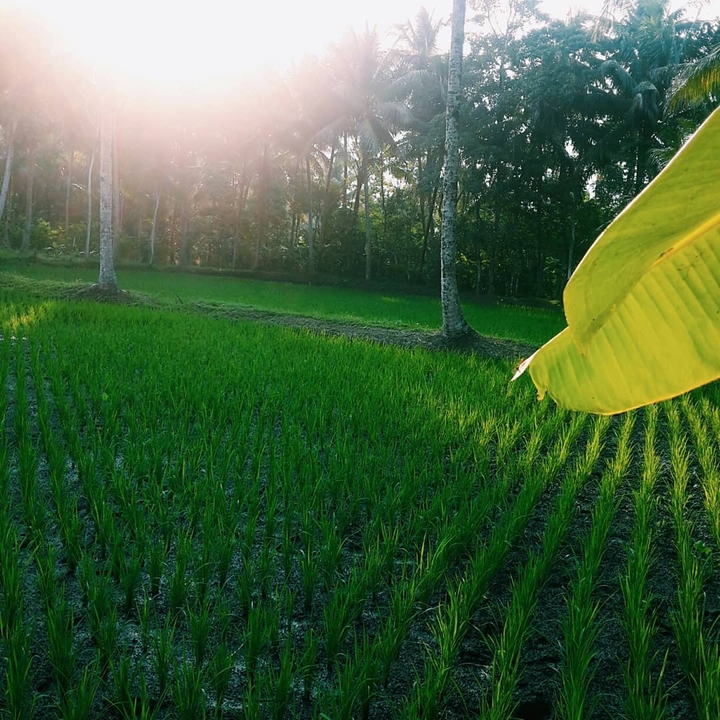 sunset at my grandmother home