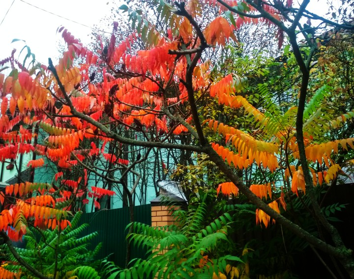 autumn