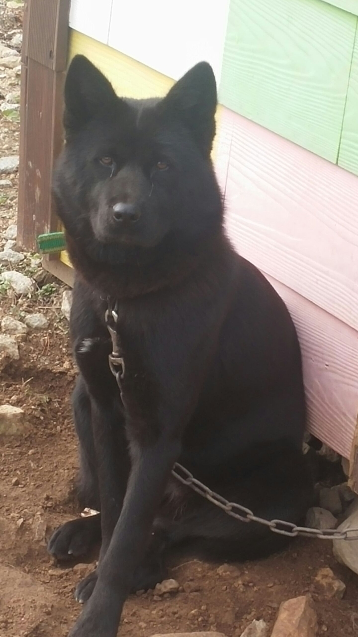 Black dog