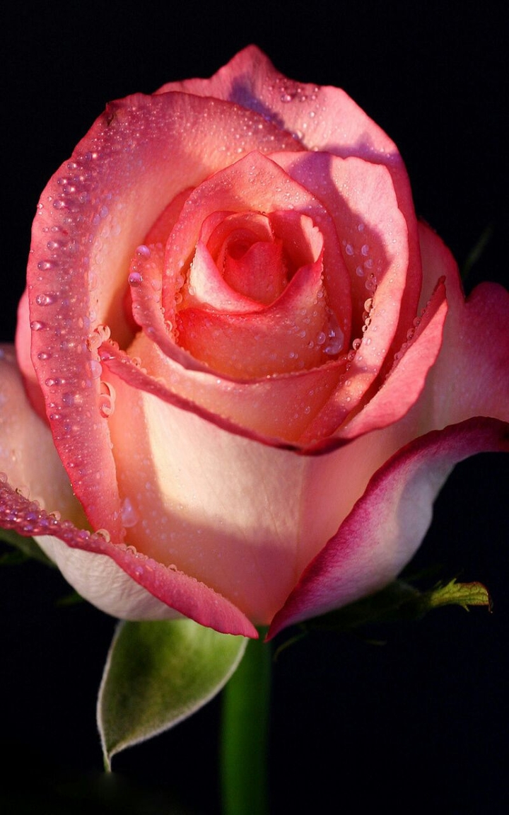 garden_roses