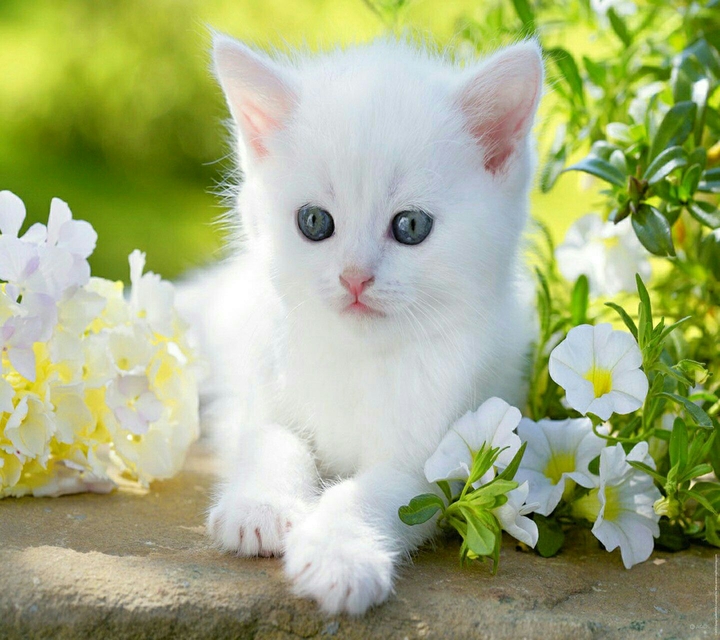 #Cat #Naturesa
