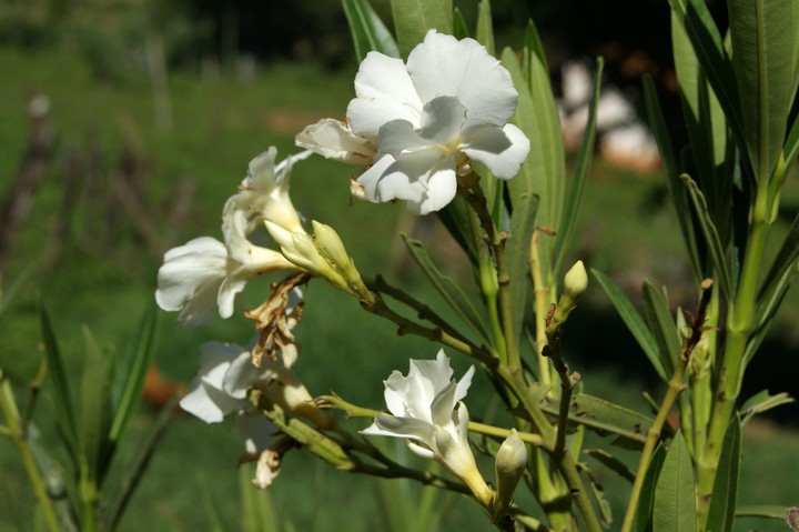 Flor em contra luz 3