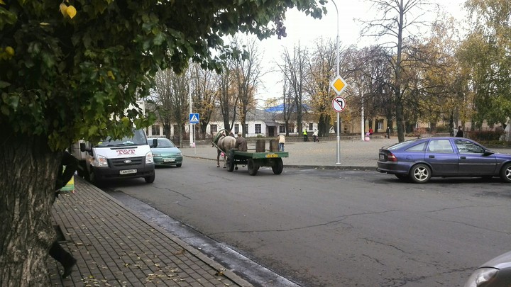 Horse