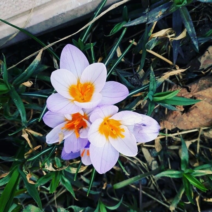 крокусы