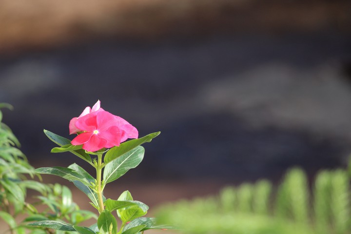 FLOWER.?