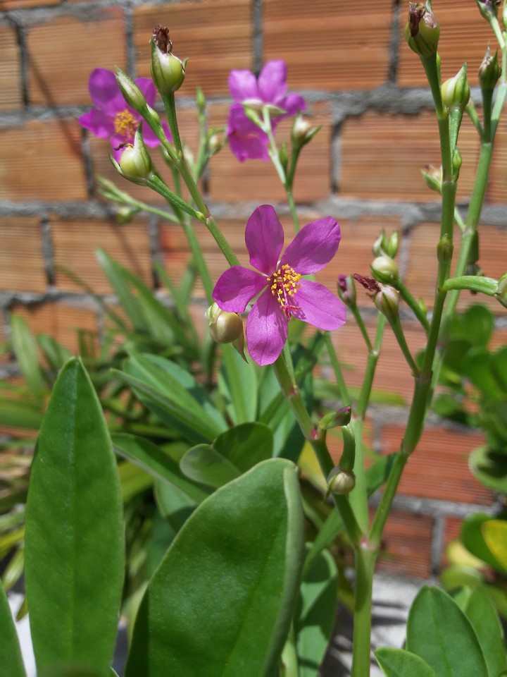 flor