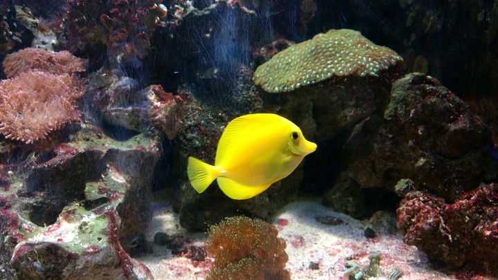 peixinho amarelo