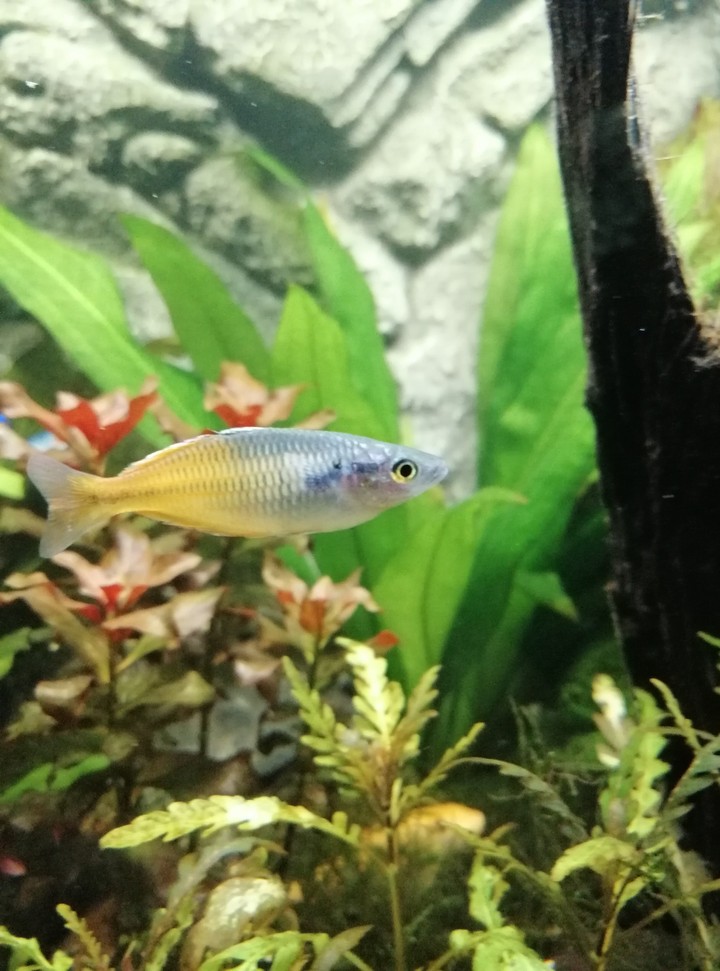 Boesemans Regenbogenfisch