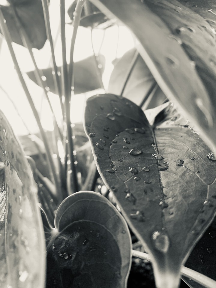 plants