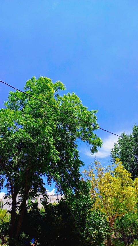 ταπετσαρίες trunk, tree