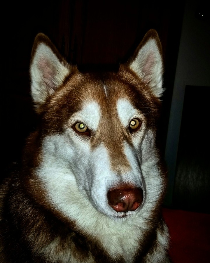 Una The Husky