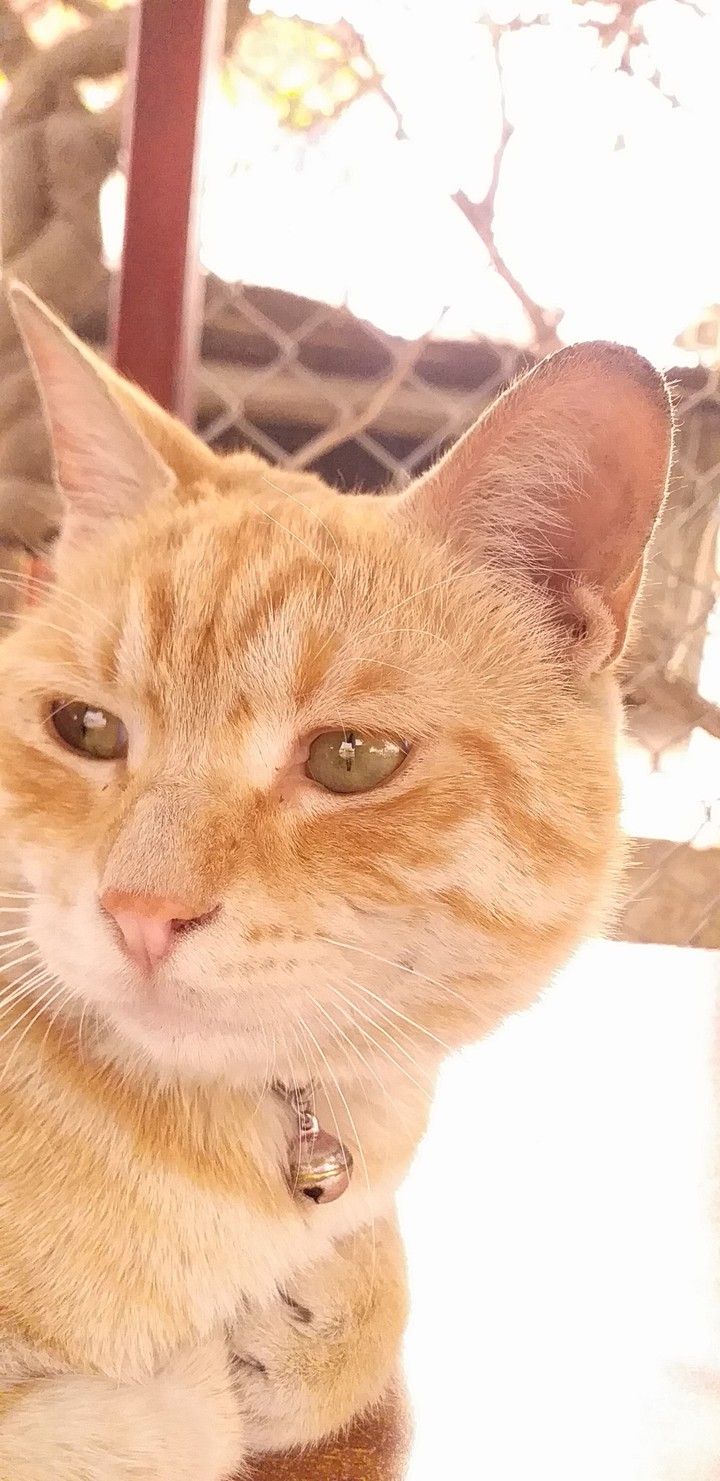 ه