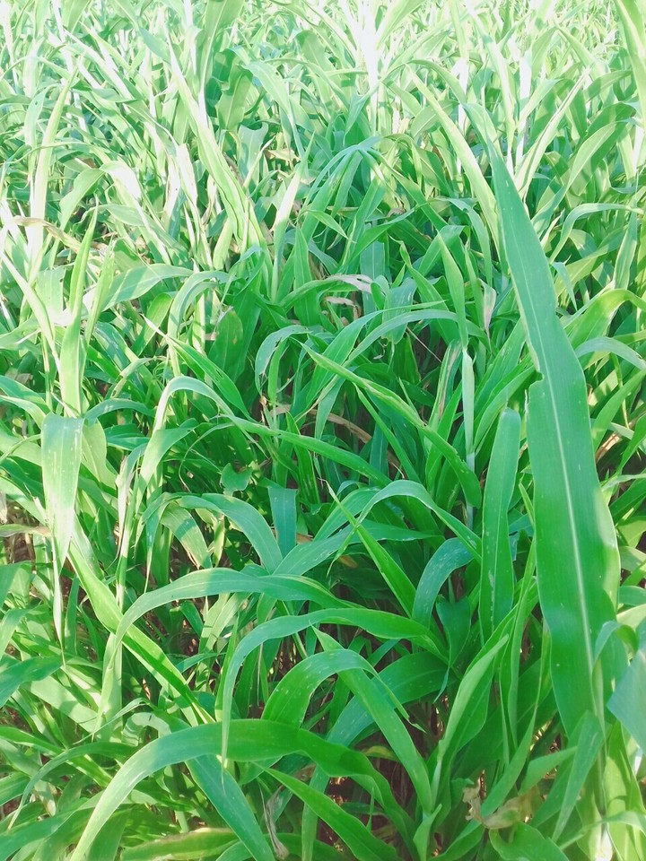 Total green