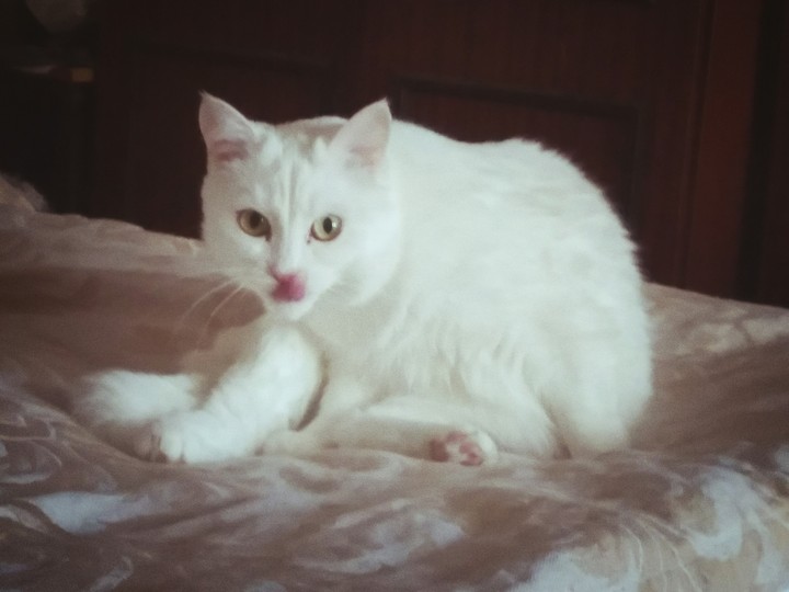 Cat Lucy after lunch/ Люся после обеда
