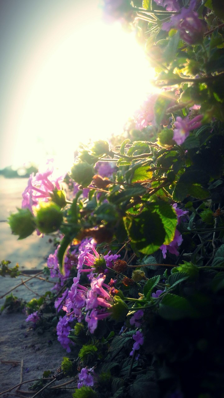 flowr