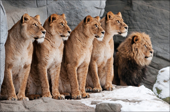FAMILY