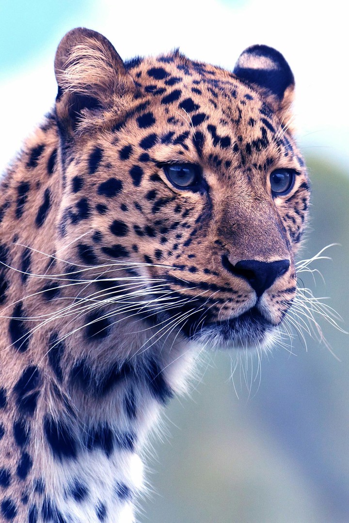 leopard
