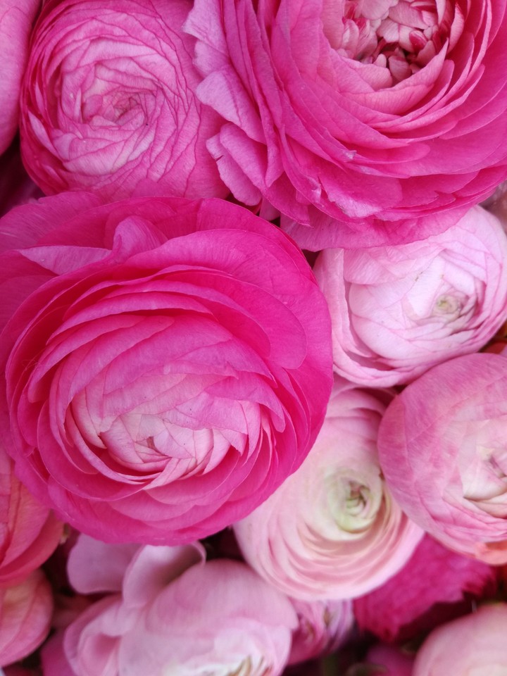 Pink Pink