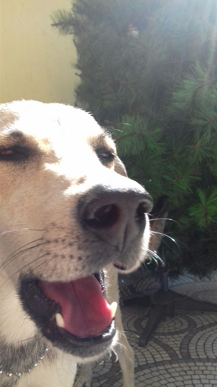 Dog