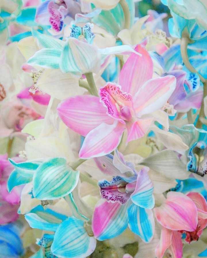 Orchid