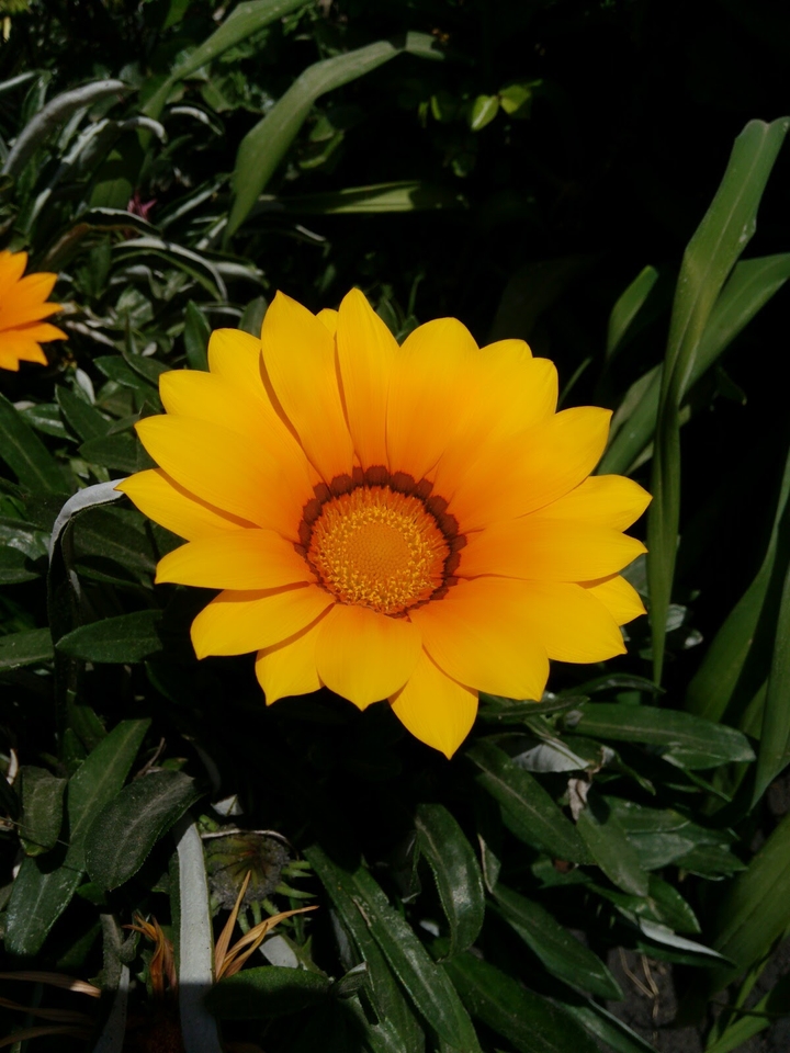 Flor