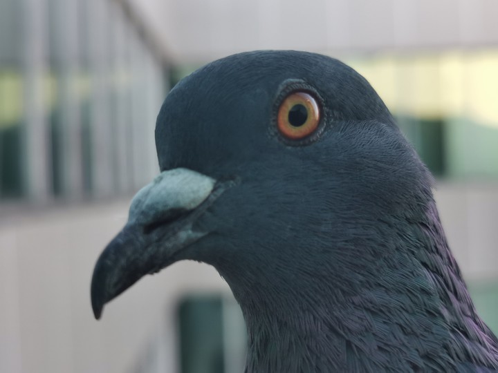 Pigeon at its best