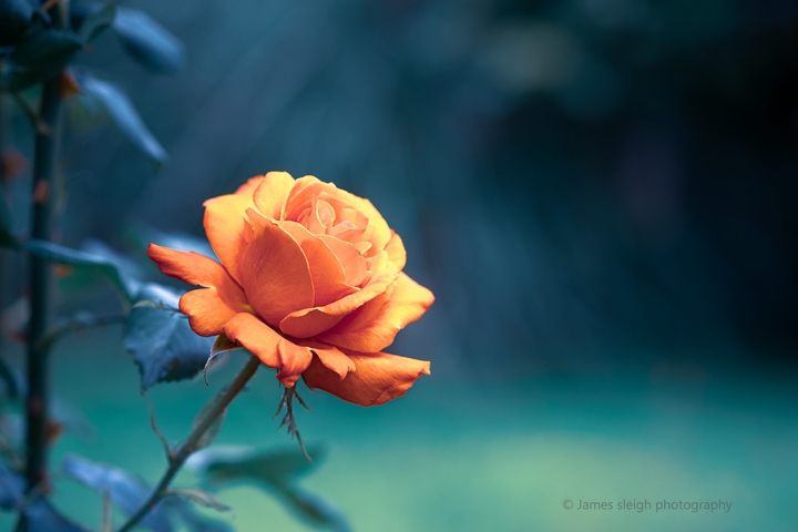 rose