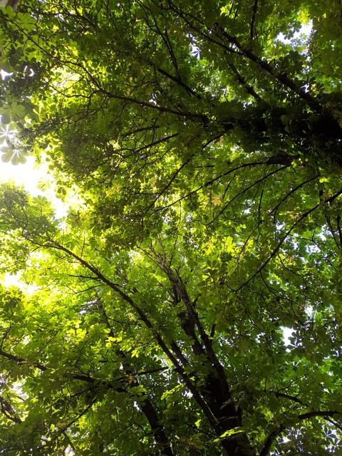 Summer green