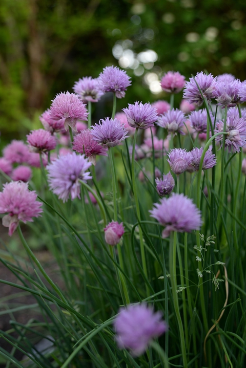 purple garden