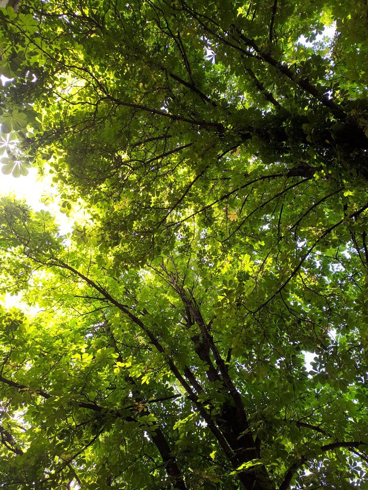 Summer green