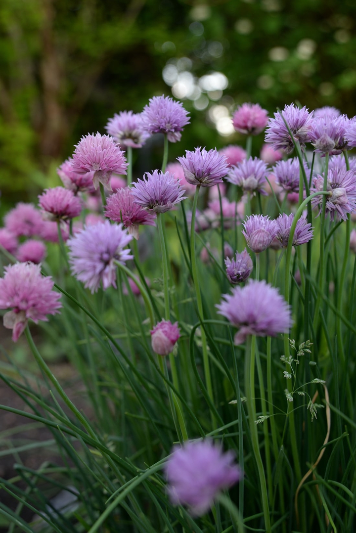 purple garden