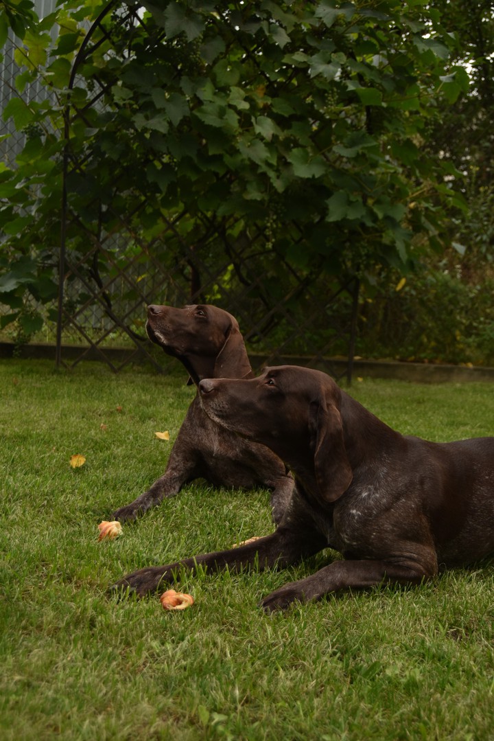 German shorthaired pointer