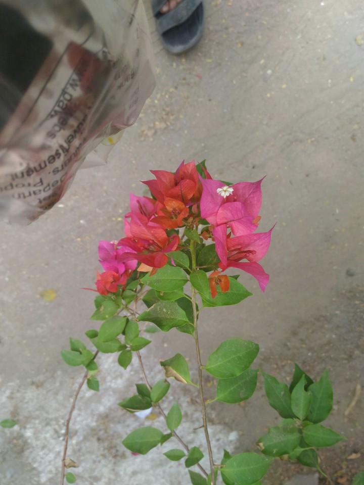 flowers of stuff