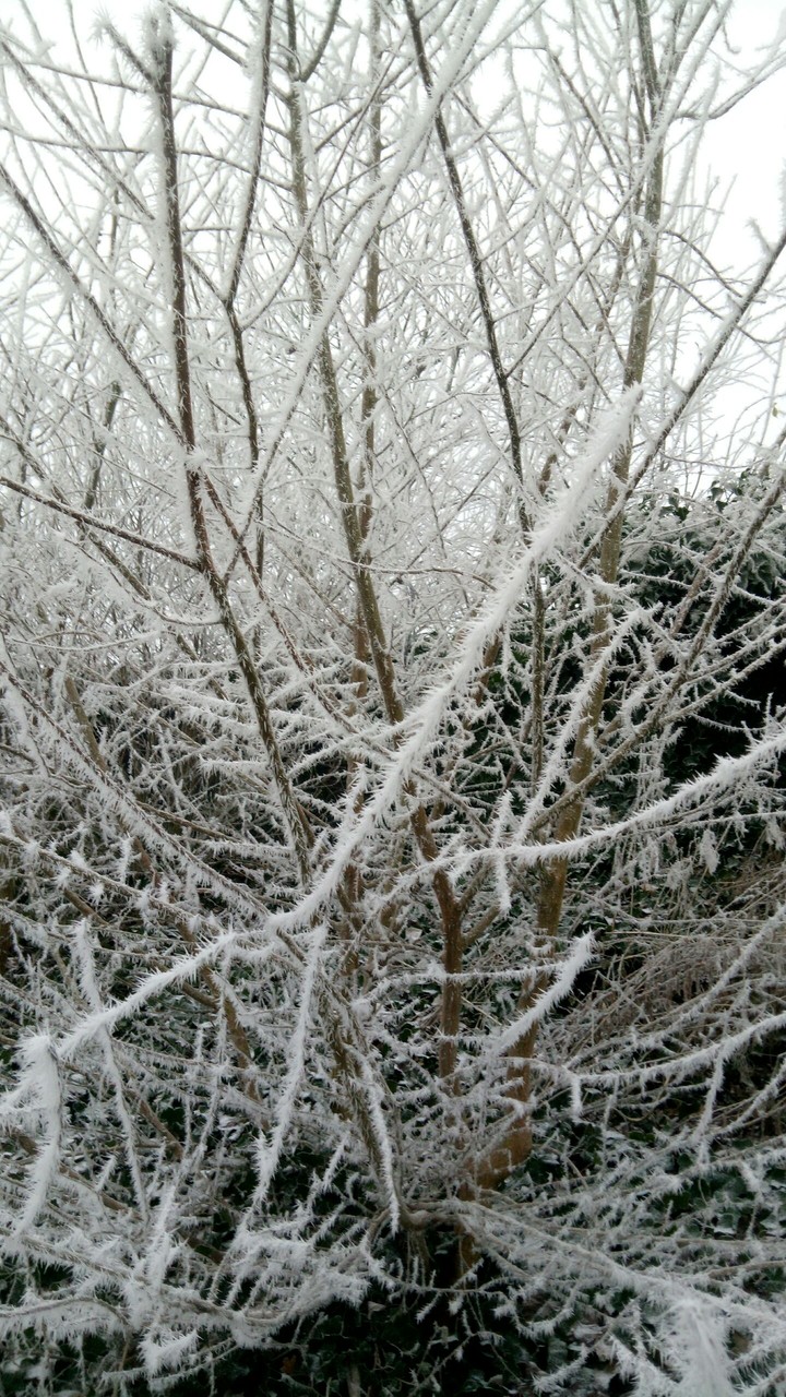 frozen branches