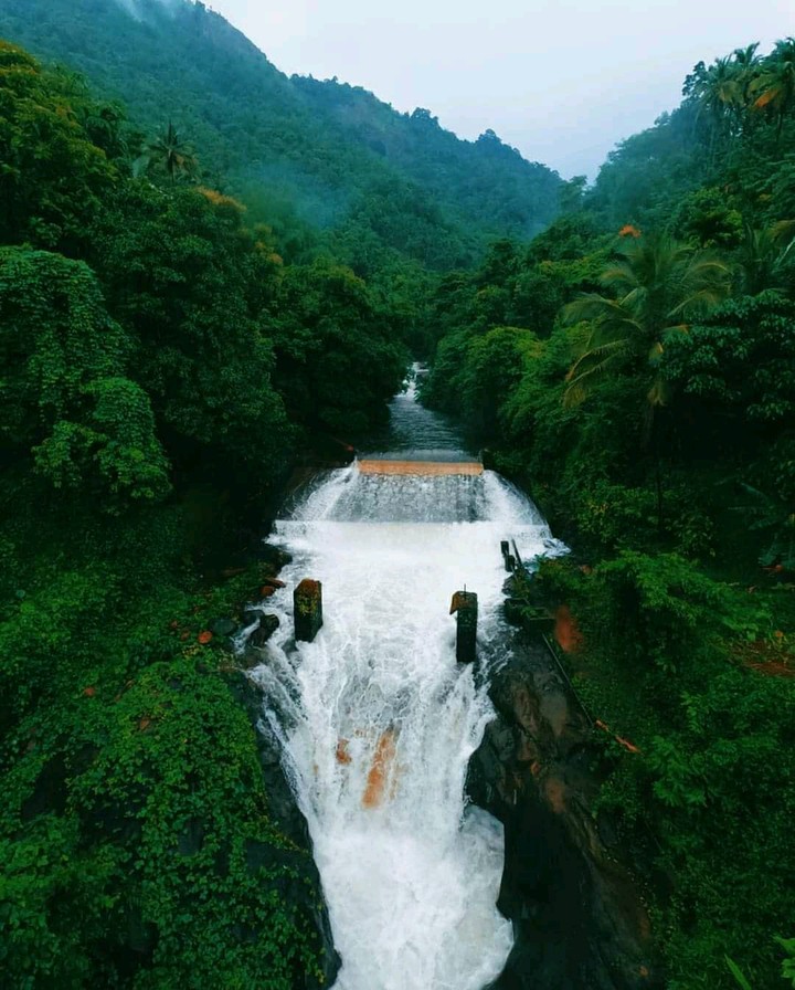 Monsoon Forest