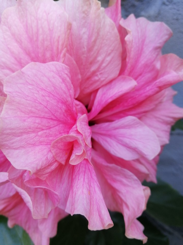 Big Pink
