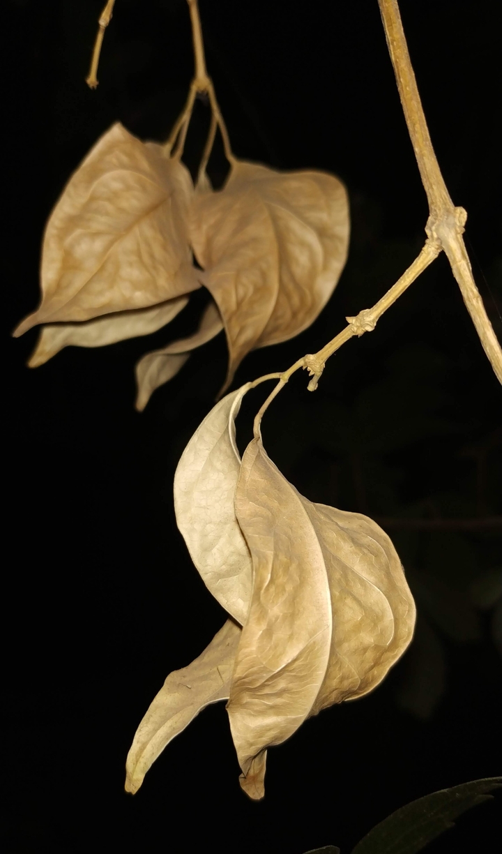 Leaves