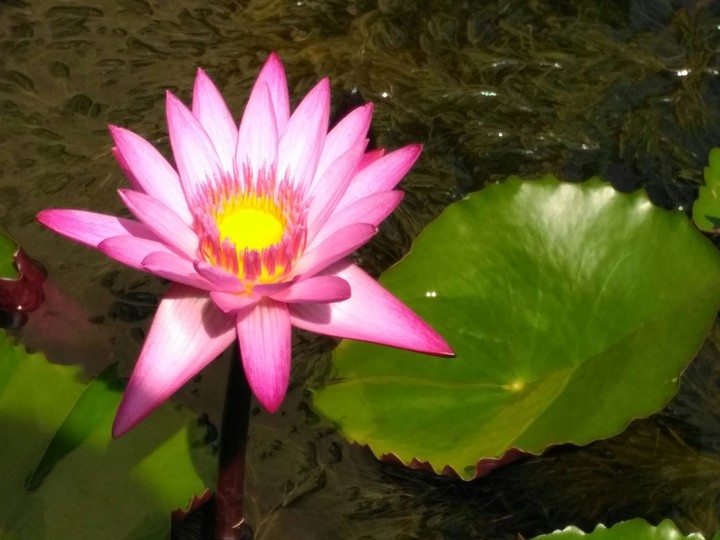 Lotus