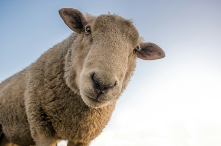 Baa baa