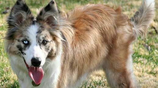The Border Collie Because There Is No Better Dog