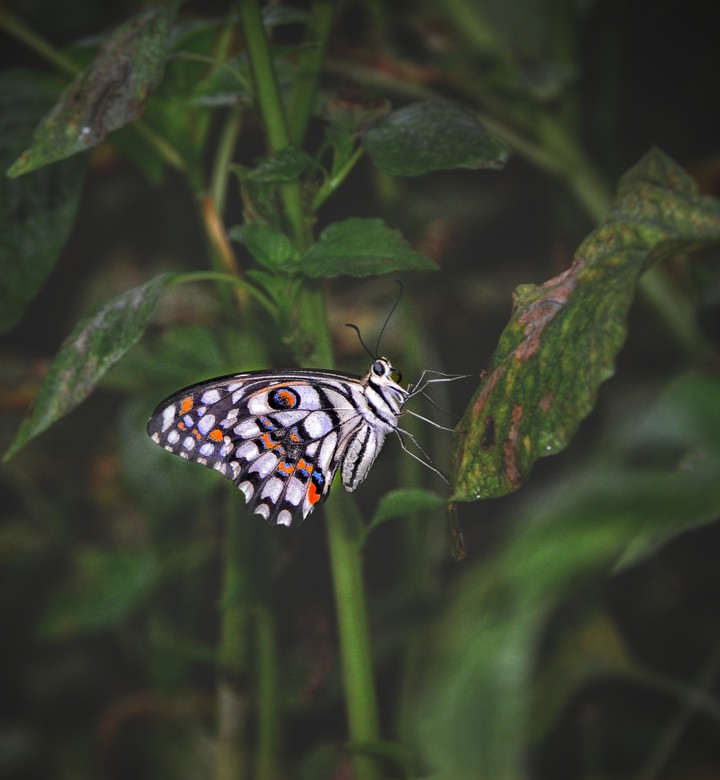 trip_00_graphy