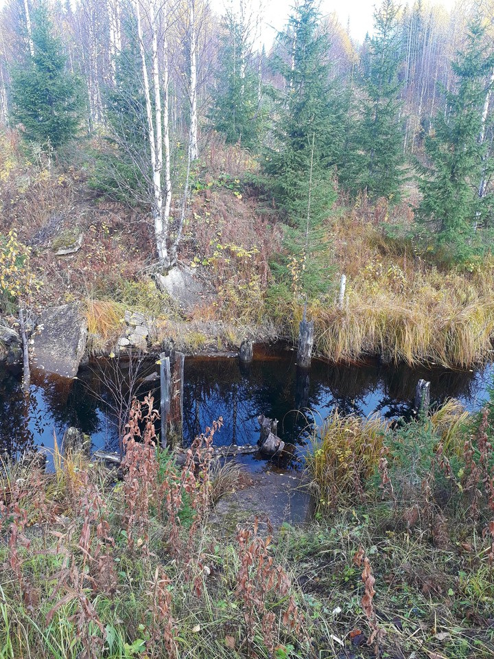 лес